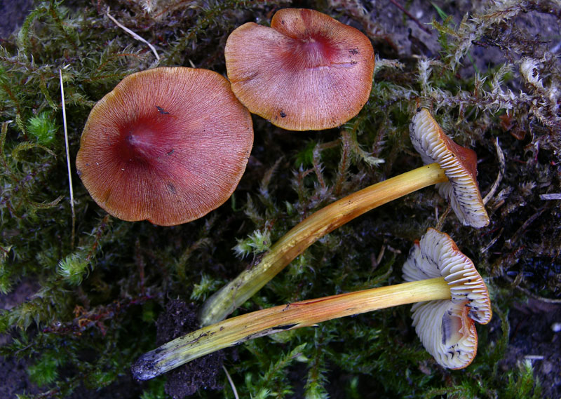 Hygrocybe conica ...